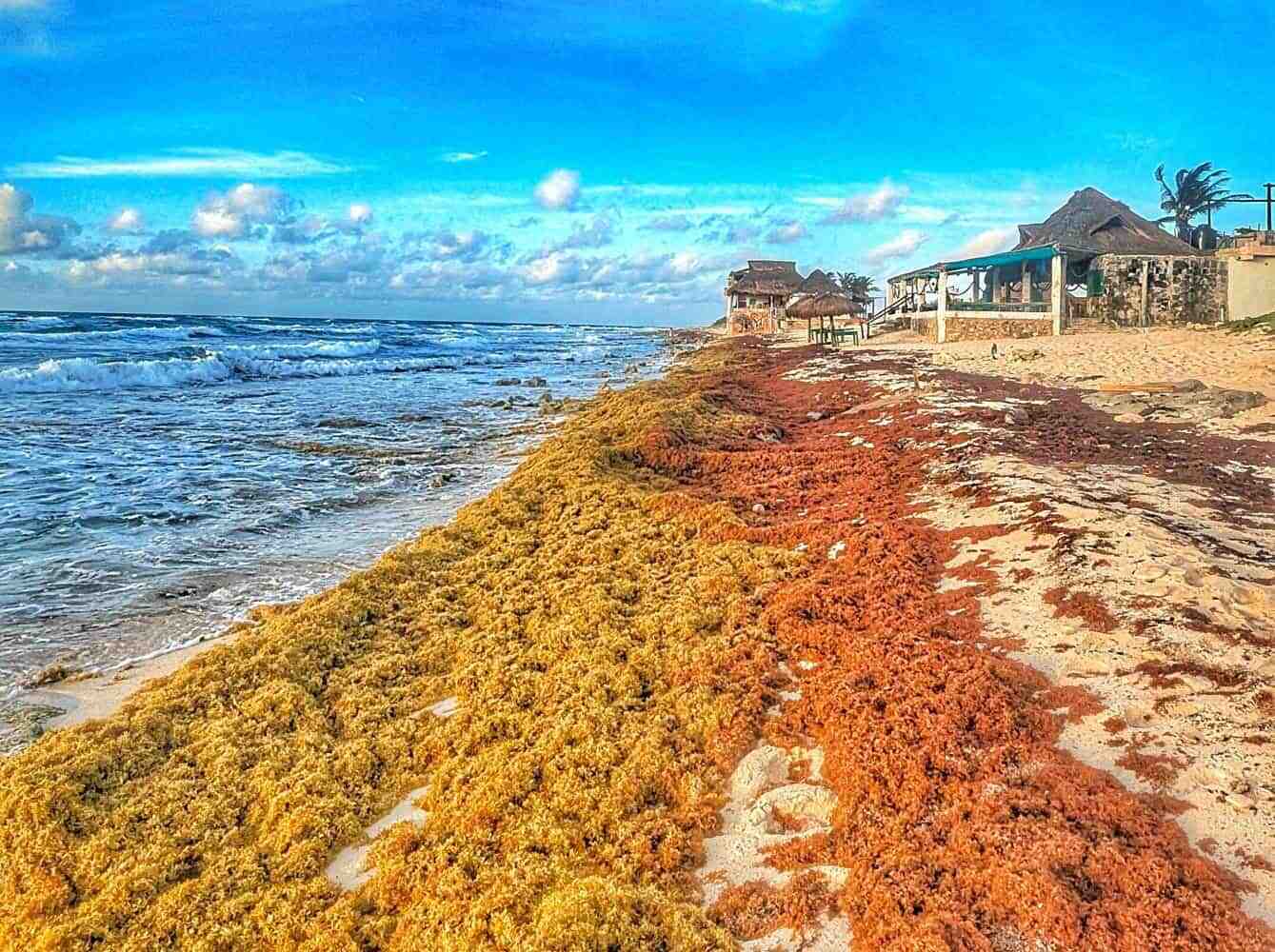 Саргассовые водоросли в Косумеле