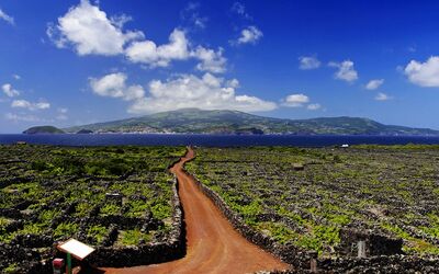 The Azores: Why Invest in the Wine Market?