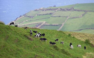 The Azores: Why Invest in Agriculture?