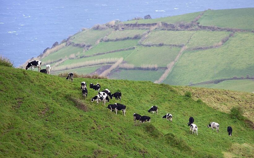 The Azores: Why Invest in Agriculture?