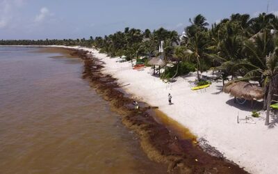Sargassum Invasion on the Mexican Riviera: 2025–2026 Outlook for Expats and Developers
